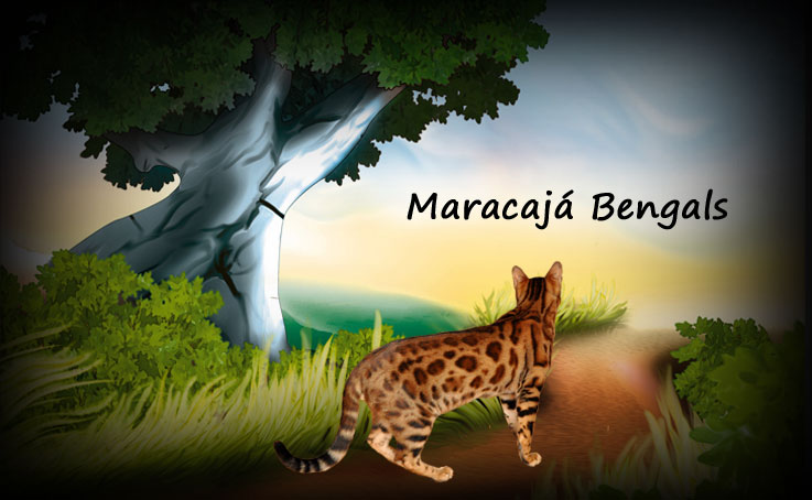 �leveur Bengal Qu�bec, Bengal cat breeder, �leveurs Bengal, cattery, chatons � vendre, kittens for sale, Canada, Quebec, Ottawa, Toronto, Montreal.